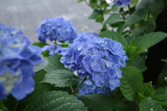 紫陽花