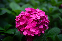 紫陽花