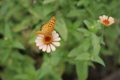 わんぱく公園