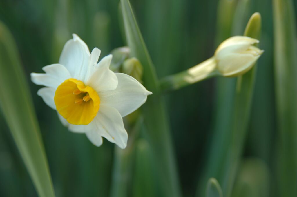 栃木市錦着山の水仙