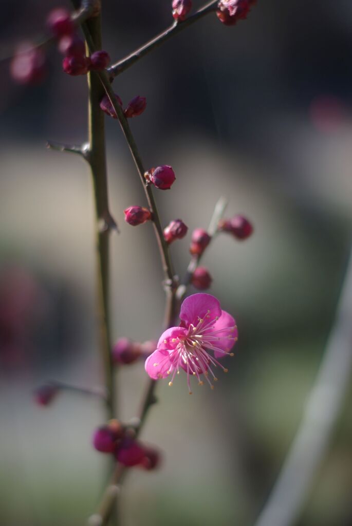 冬の公園の午後_紅梅