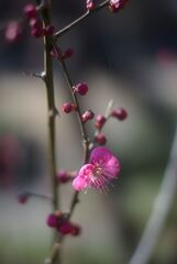 冬の公園の午後_紅梅