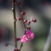 冬の公園の午後_紅梅