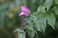 ブーゲンビリアとてふてふ