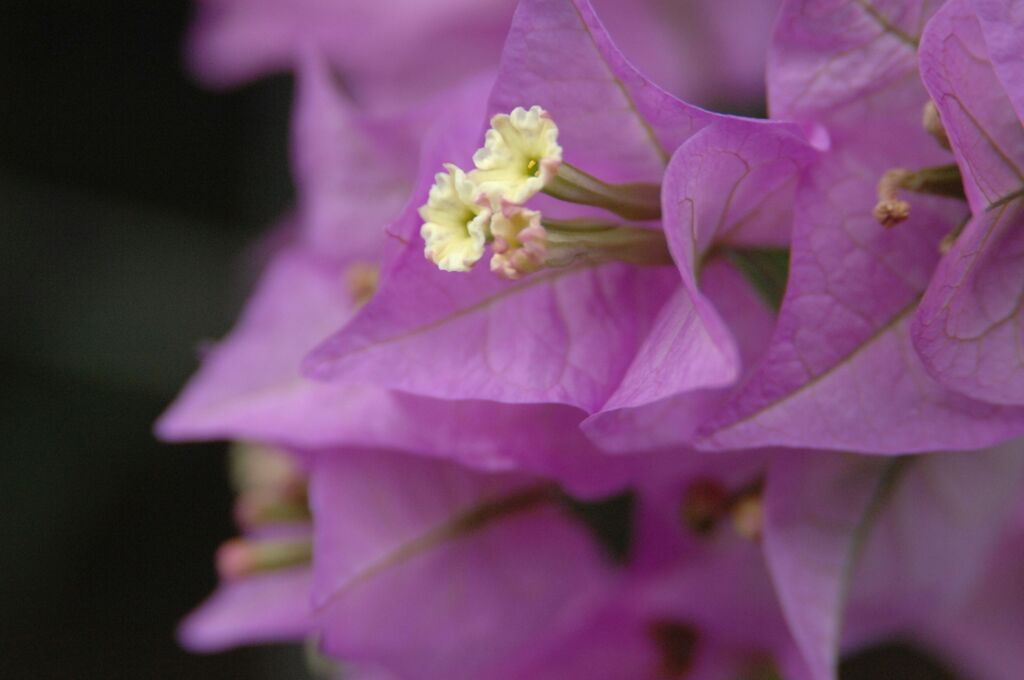 ブーゲンリレア