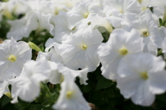 CANON EOS 1D Mark2 動作試験 No.2