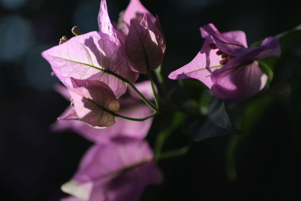 ブーゲンリレア