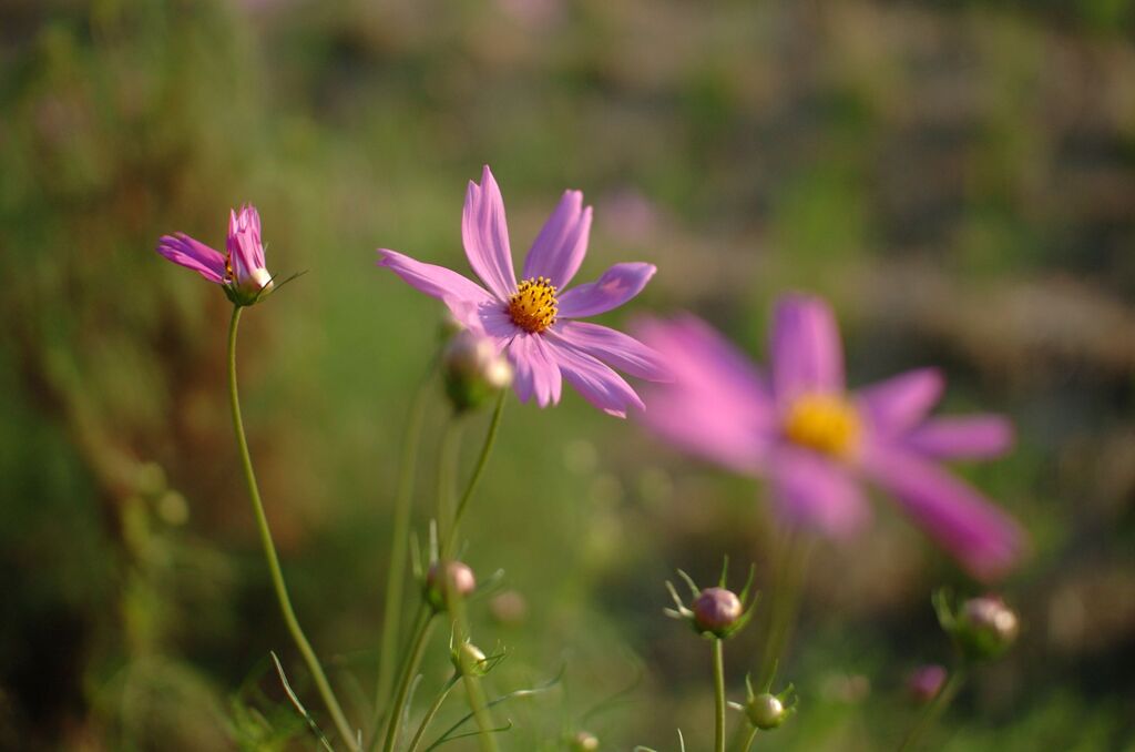 秋桜