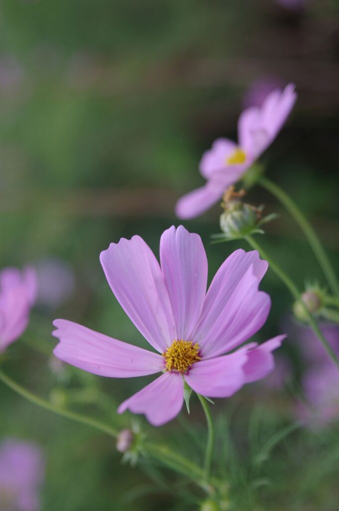 秋桜