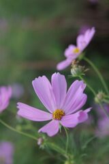 秋桜