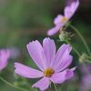 秋桜