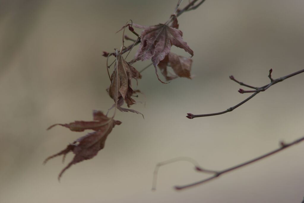 冬のわんぱく公園にて
