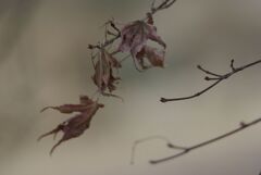 冬のわんぱく公園にて