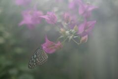 ブーゲンビリアとてふてふ