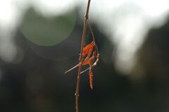 冬の午後の日差