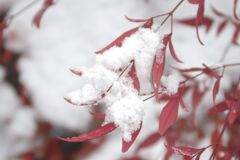 雪と赤い葉