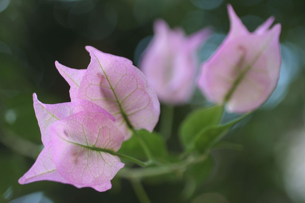 ブーゲンリレア