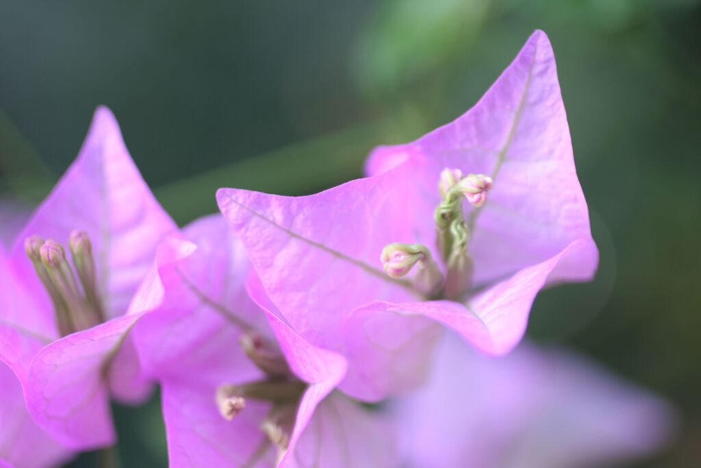 ブーゲンリレア