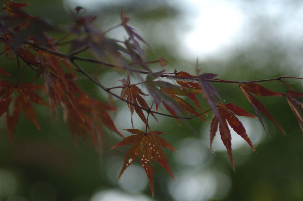 まだ紅葉していないなぁ