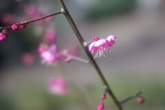 冬の公園の午後_紅梅