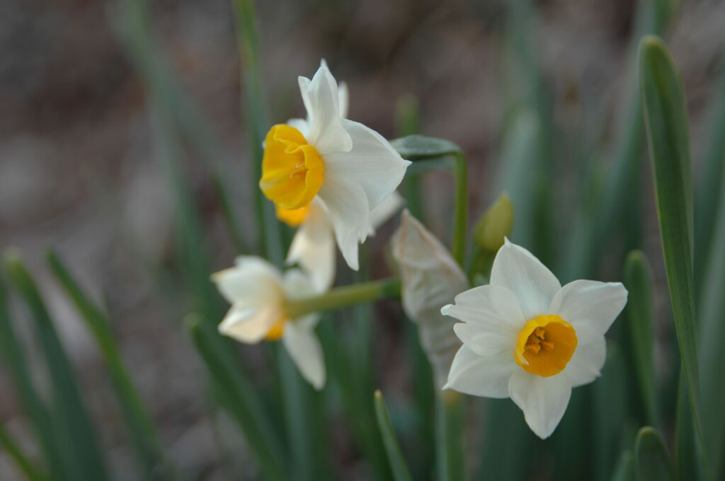 栃木市錦着山の水仙