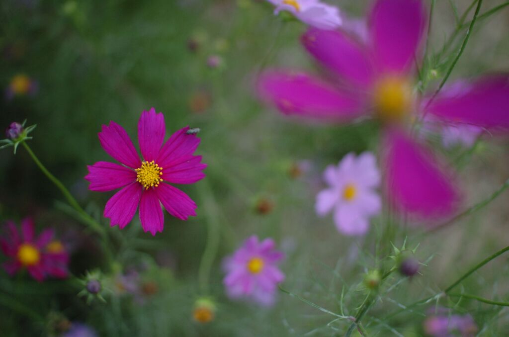 秋桜