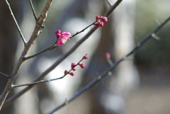 冬の公園の午後_紅梅
