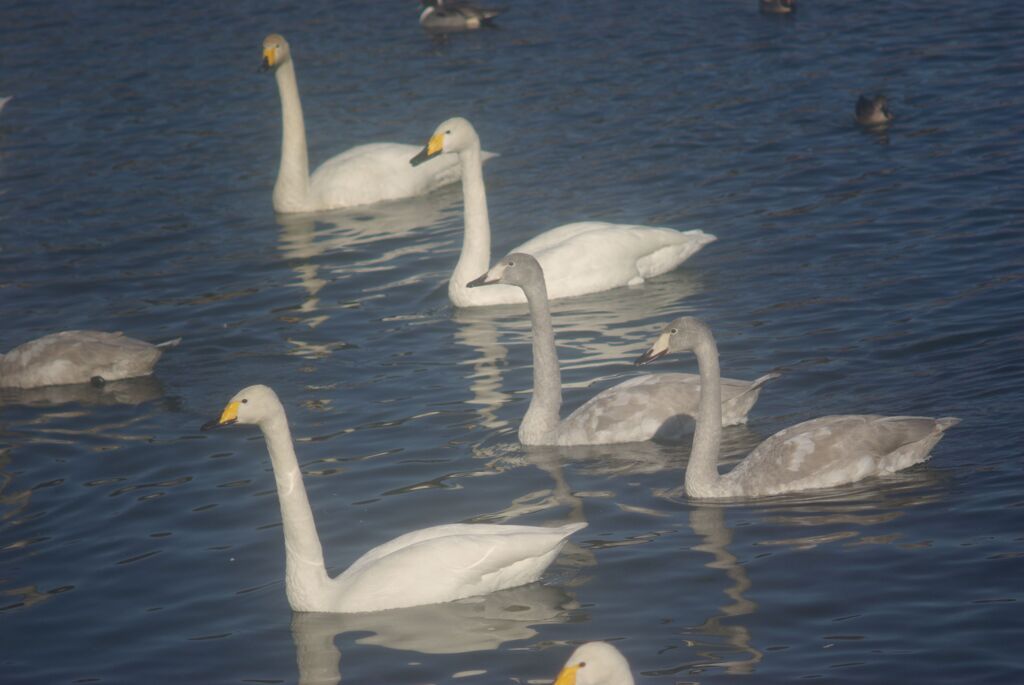 カビとクモリによるソフト効果？
