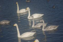 カビとクモリによるソフト効果？