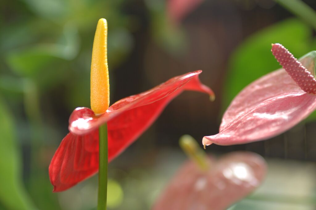 冬の日の温室にて