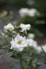 栃木県中央公園