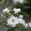 栃木県中央公園
