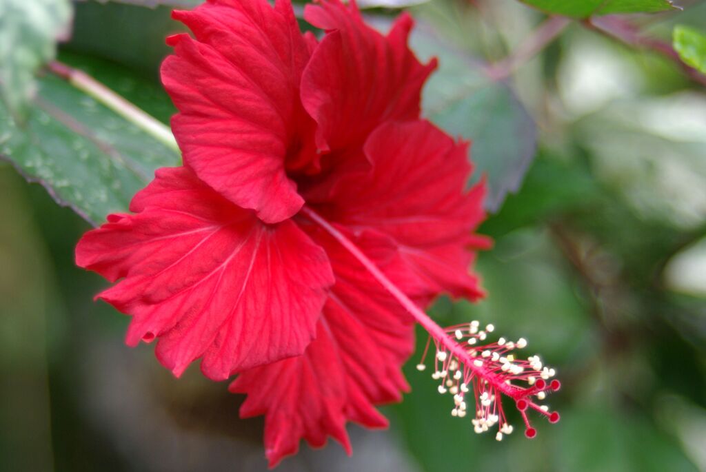 ハイビスカス