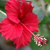 ハイビスカス