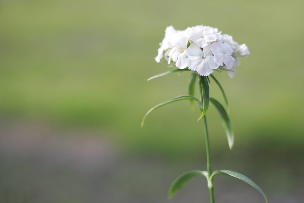CANON EOS 1D Mark2 動作試験 No.1
