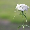 CANON EOS 1D Mark2 動作試験 No.1
