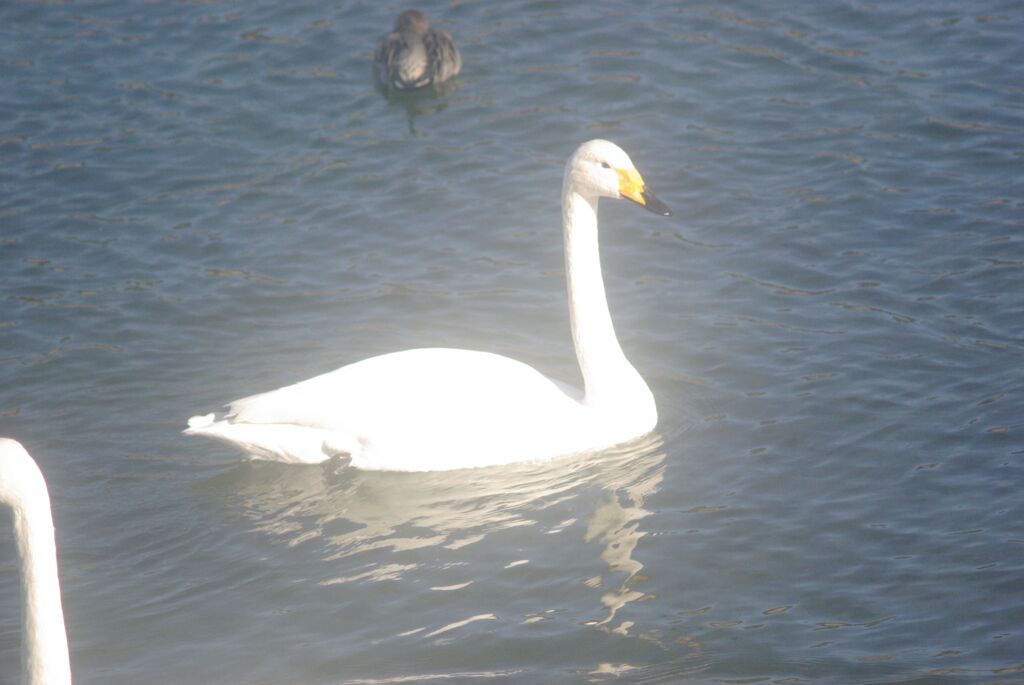 カビとクモリによるソフト効果？