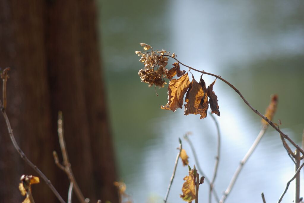 冬の公園の午後_点景