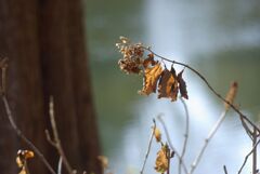 冬の公園の午後_点景