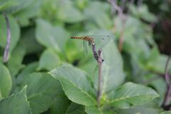 栃木県中央公園No04