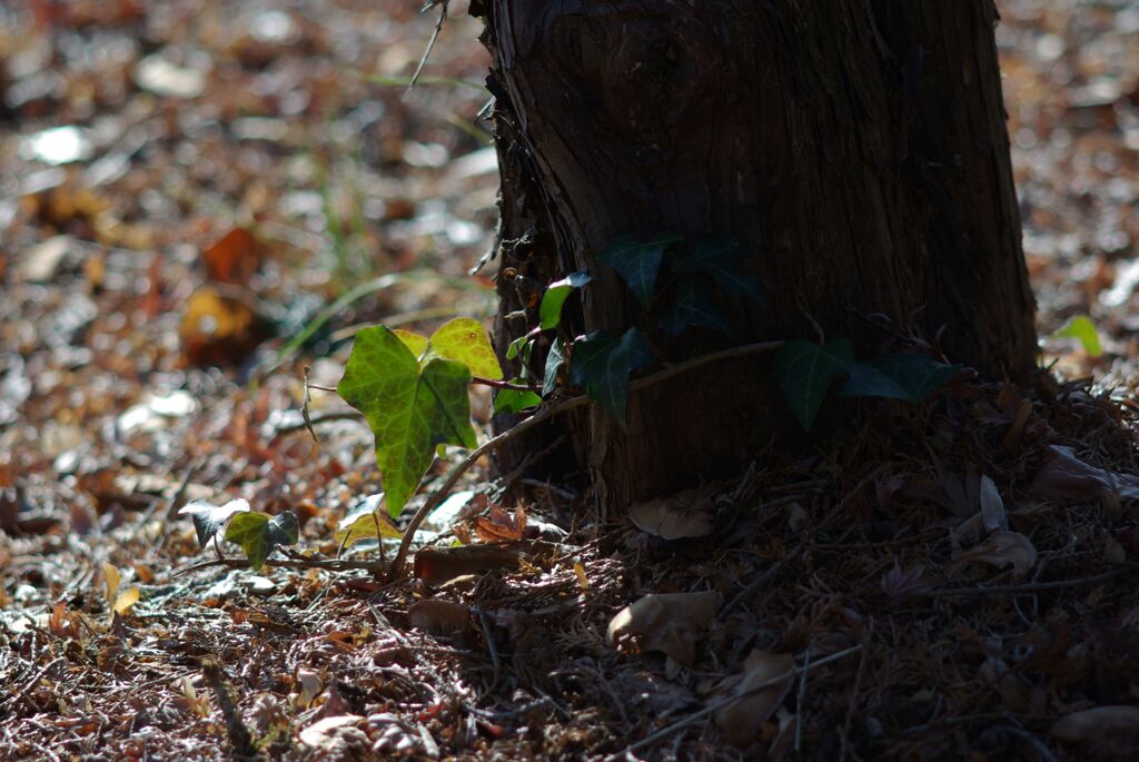 冬の公園の午後_点景