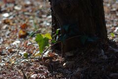 冬の公園の午後_点景