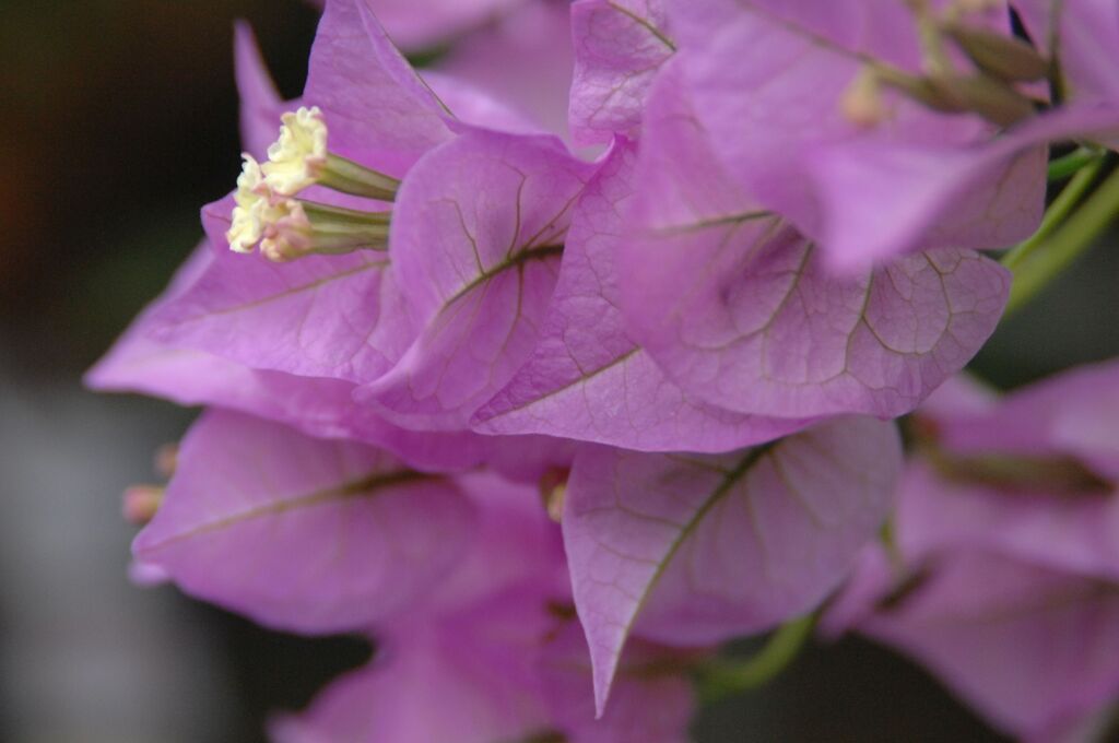 ブーゲンリレア