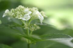 しろいあじさい