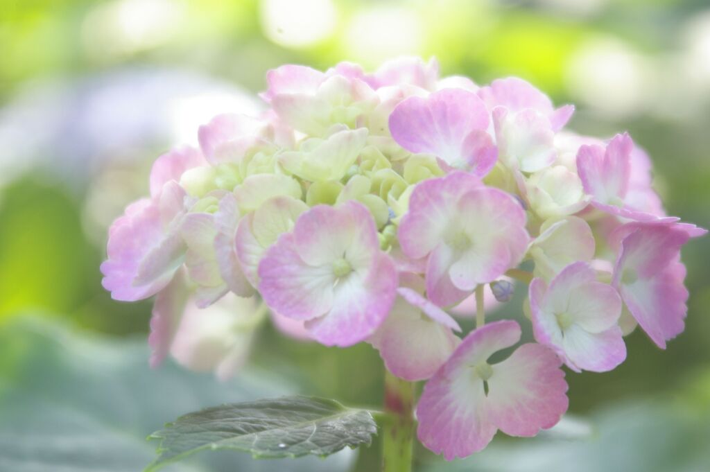 250619じゃんくNo.1