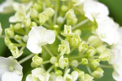 あじさいです。