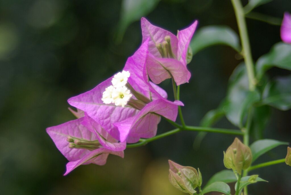 ブーゲンビリア