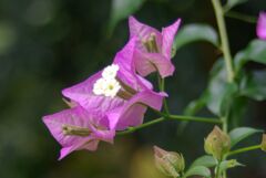 ブーゲンビリア