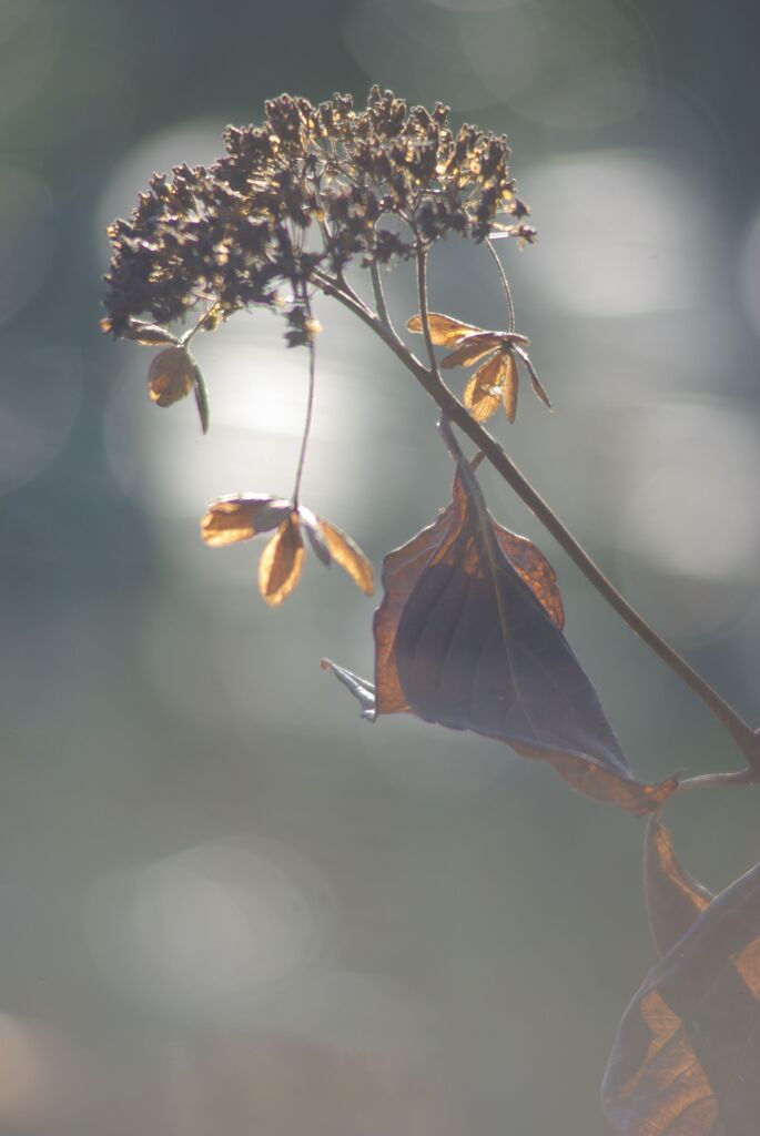 冬の日のあじさい