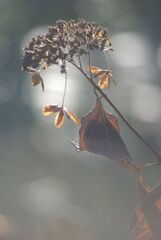 冬の日のあじさい